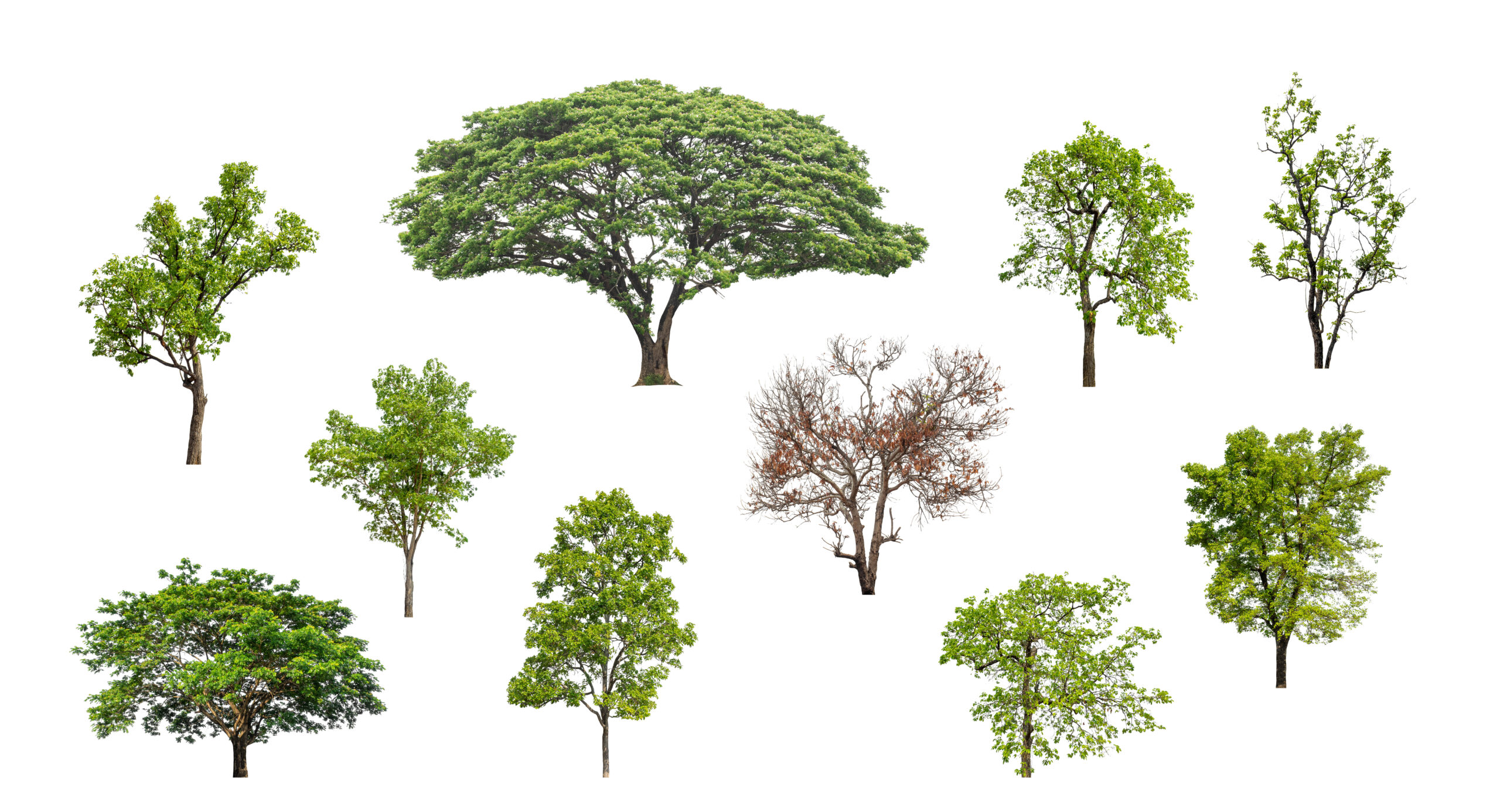 Загадки про деревья с ответами